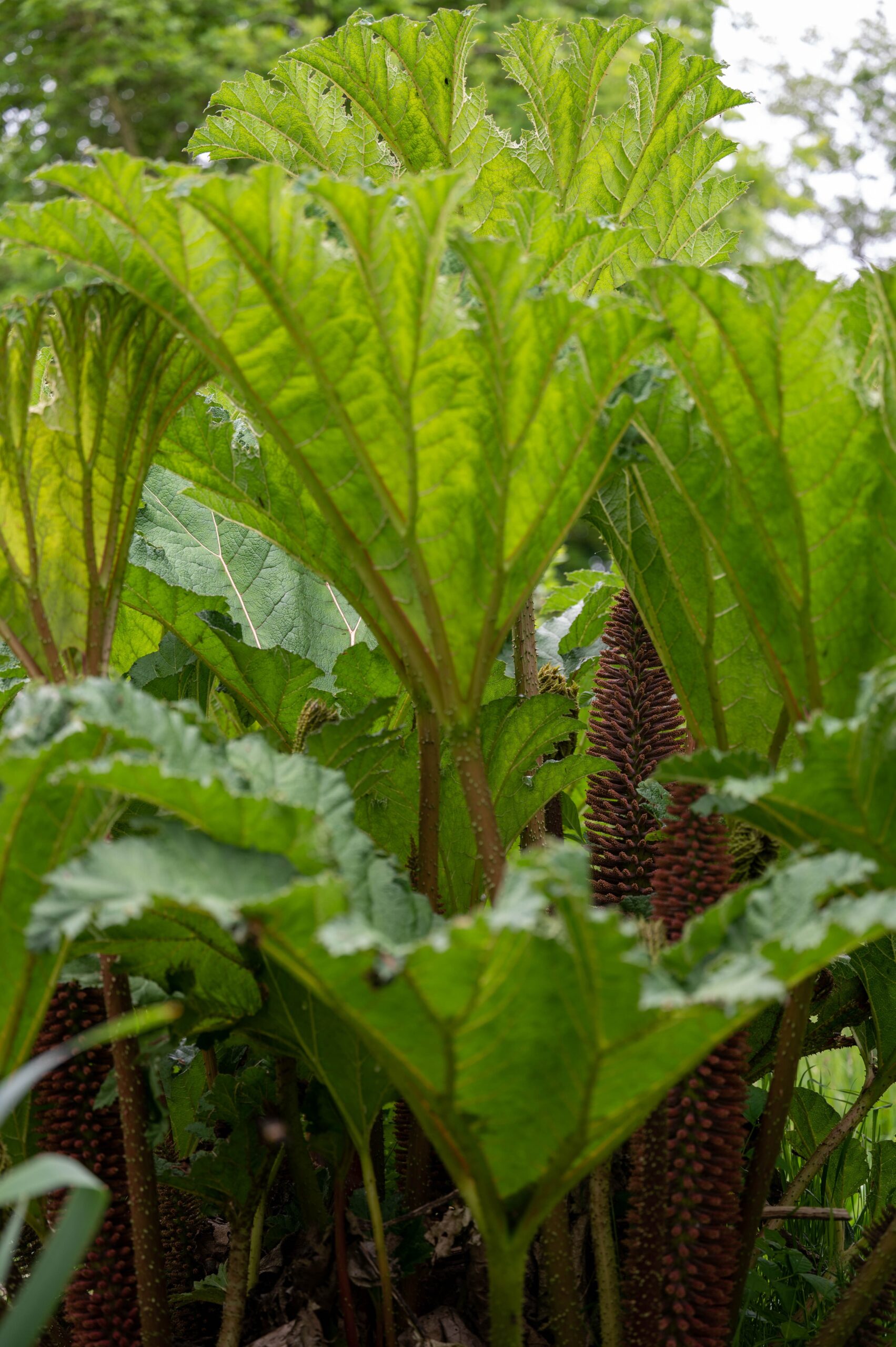 blad van gunnera