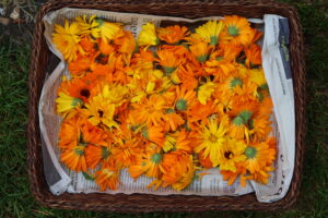 foto van natuurtuin nuchter tzum Friesland kruiden workshop