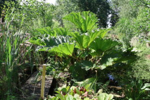 foto natuurtuin nuchter tzum friesland kruiden workshop