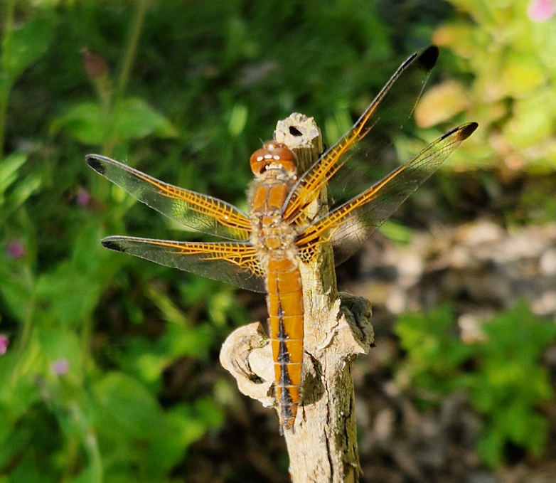 libel bruine korenbout