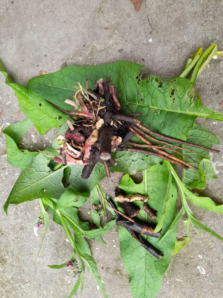 smeerwortel voor workshop smeerwortelzalf maken