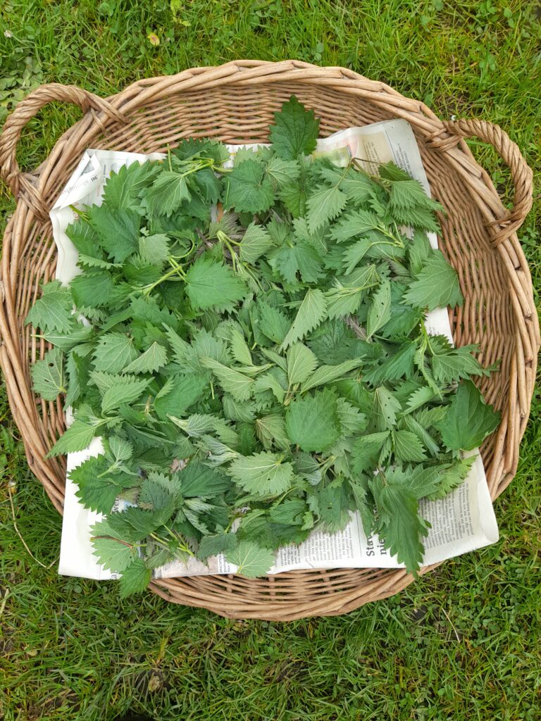 mand met brandnetel voor workshop plabtenextracten