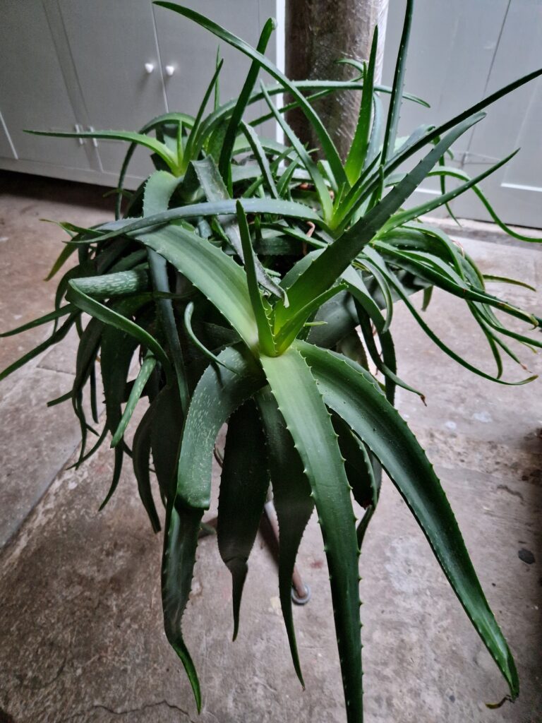 Aloë Vera foto voor verzorgingsproducten workshop