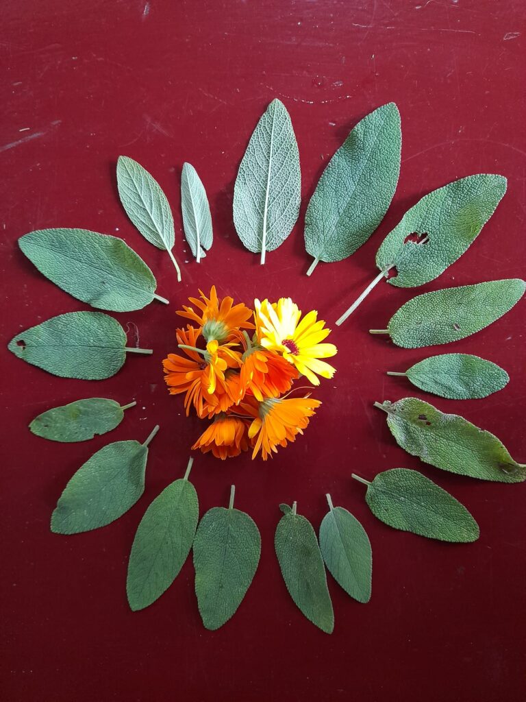 salie blaadjes voor workshop mediterraanse kruiden