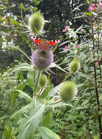kaardebol foto voor workshop