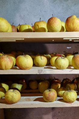 appelkast ter illustratie van fruit workshop