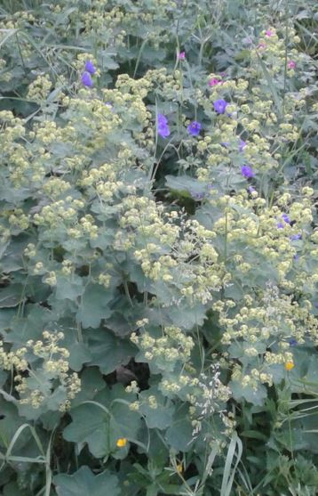 vrouwenmantel voor workshop vrouwen kruiden