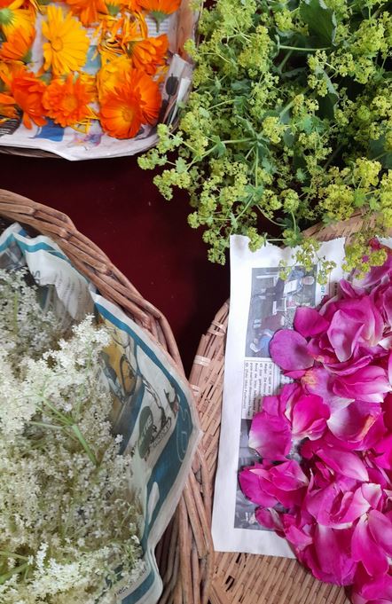 kruiden voor E.H.B.O workshop