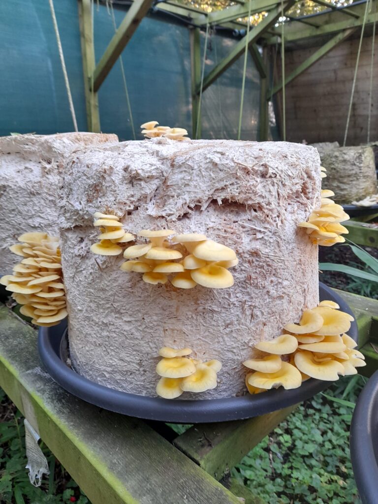 foto voor de workshop over het kweken van paddenstoelen