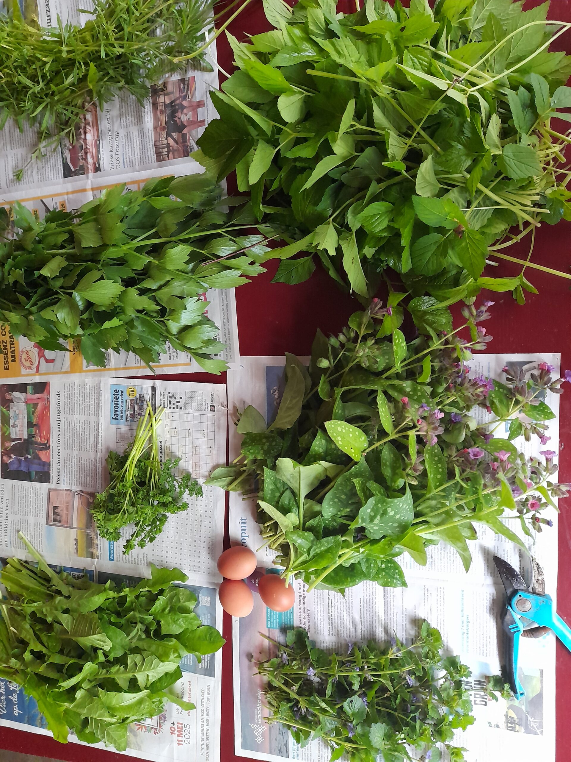 verschillende lunch planten