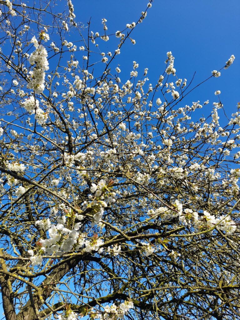 bloesem van de kersenboom