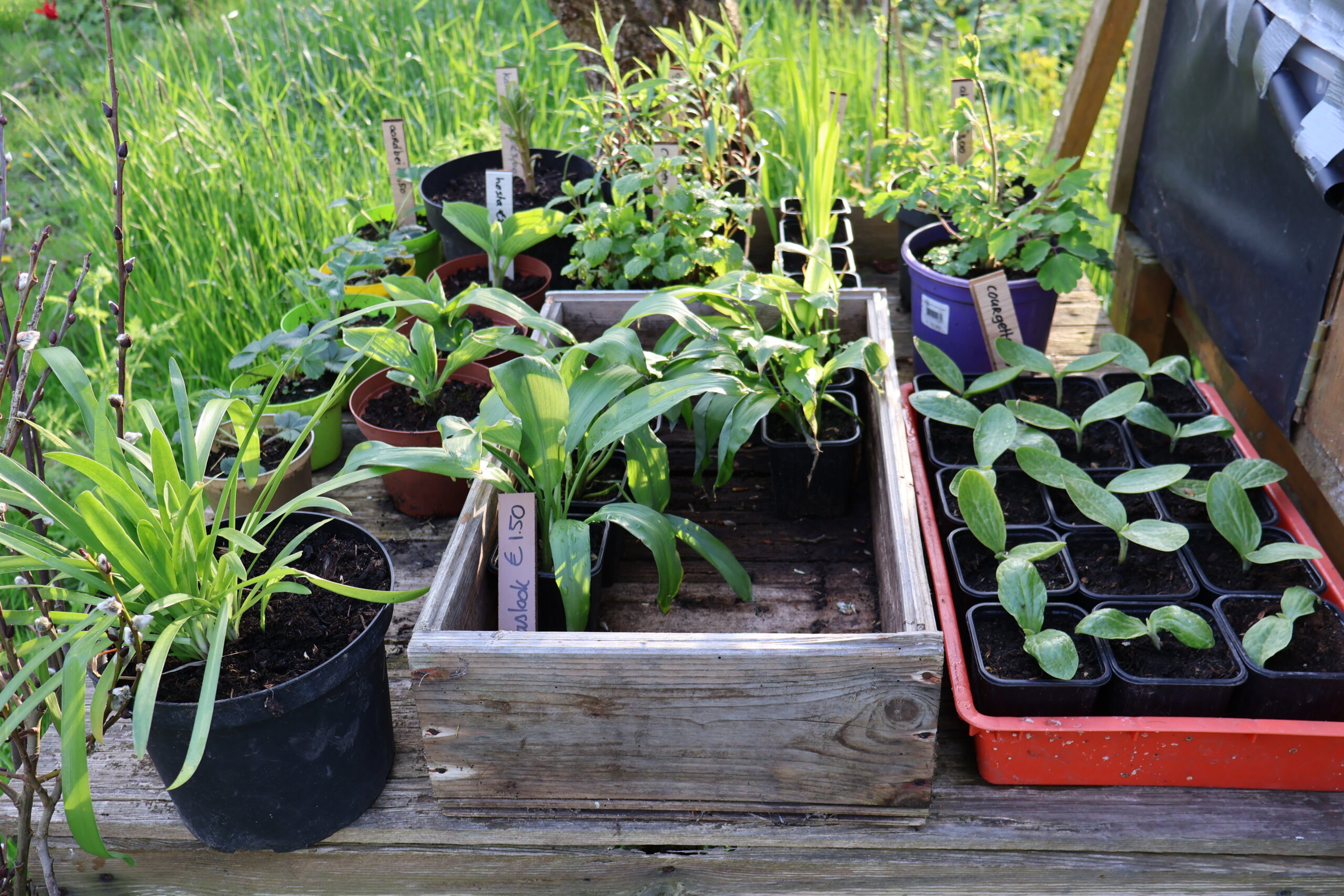 plantjes in kraam